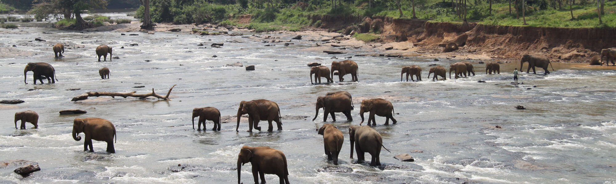 Pinnawala - Sri Lanka