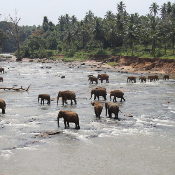 Pinnawala - Sri Lanka