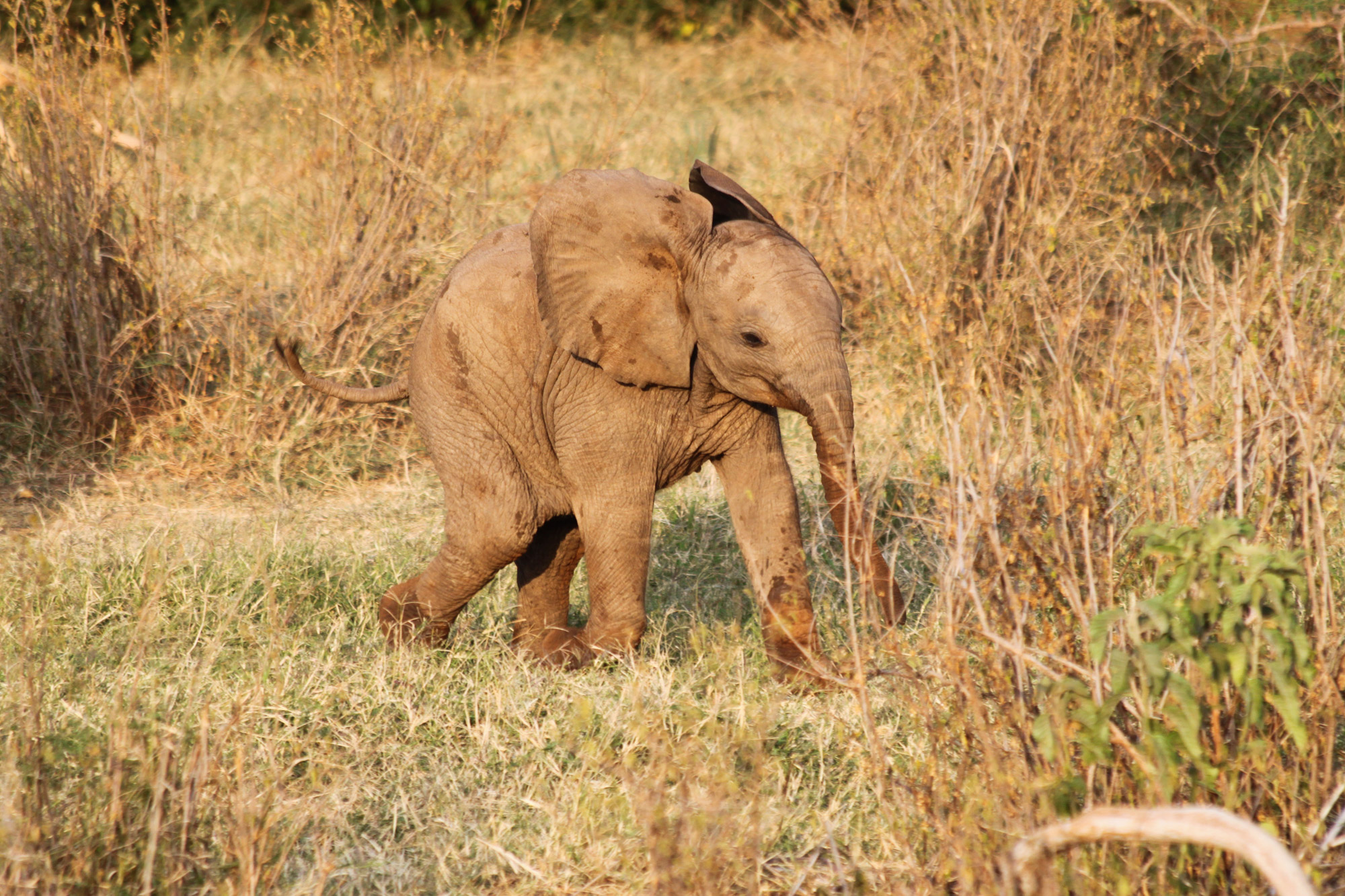 Samburu Reservaat - Kenia