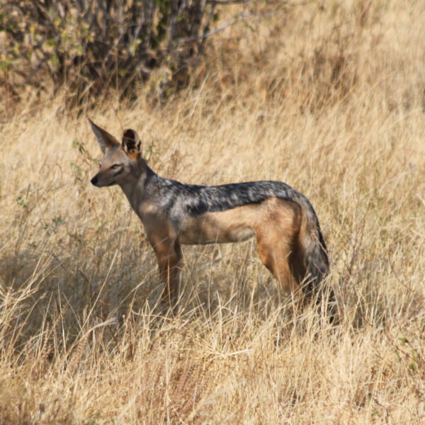 Samburu Reservaat - Kenia