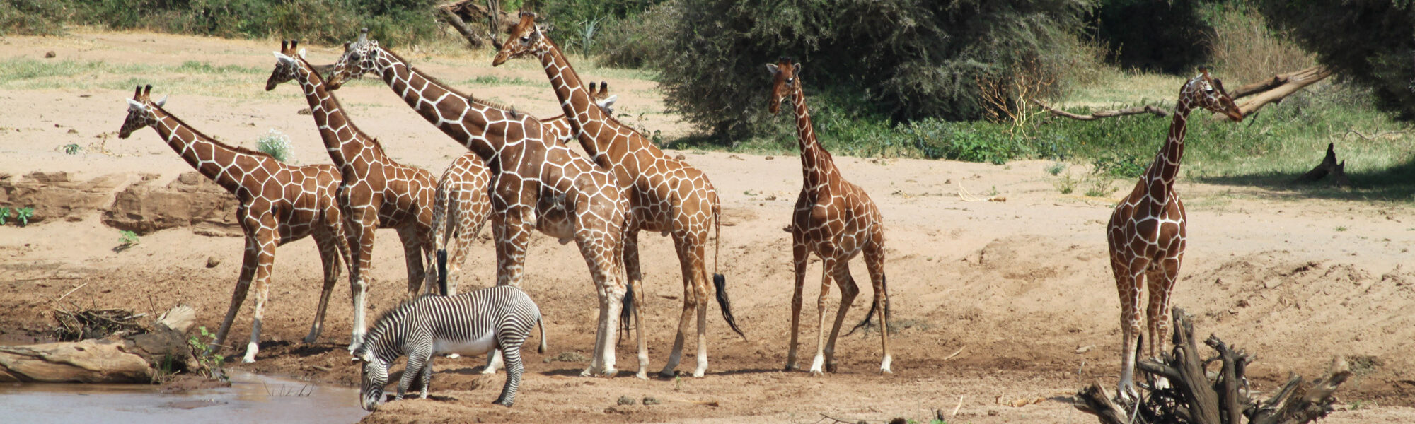 Samburu Reservaat - Kenia