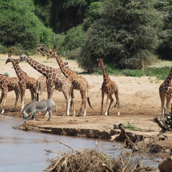 Samburu Reservaat - Kenia