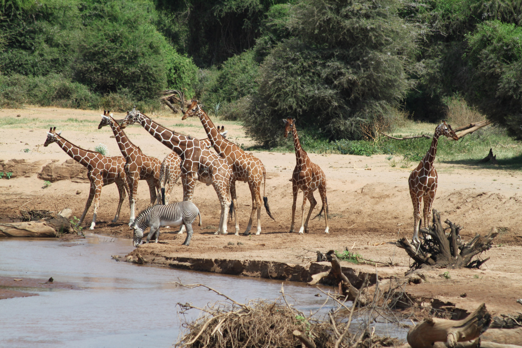 Samburu Reservaat - Kenia