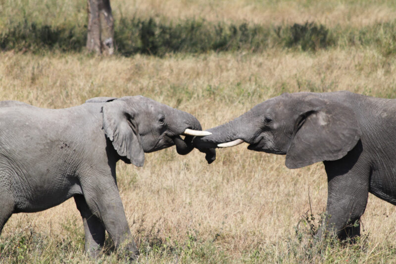 Serengeti National Park - Tanzania