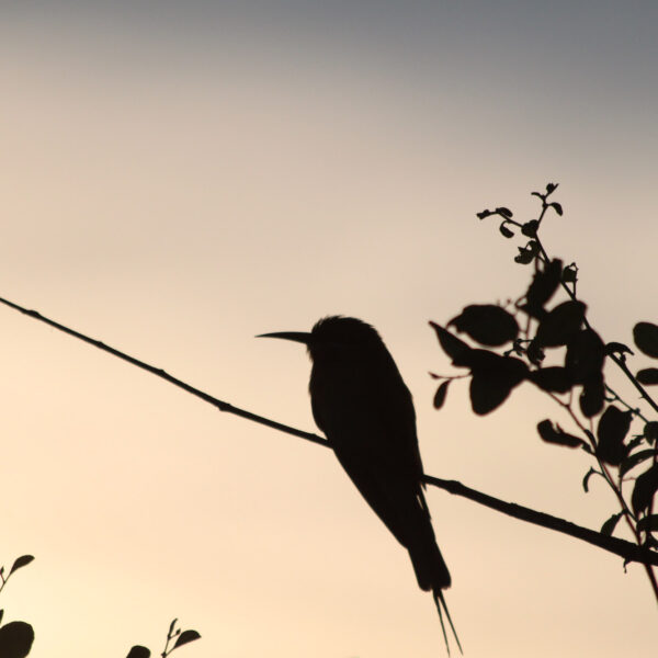 Yala National Park - Sri Lanka