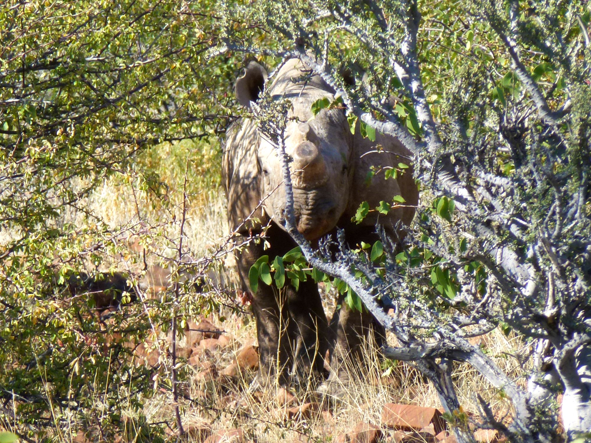 Verrassend Namibie - Speuren naar de zwarte neushoorn in Damaraland