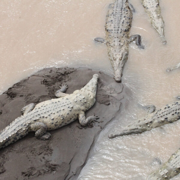 Río Grande de Tárcoles - Tárcoles - Costa Rica