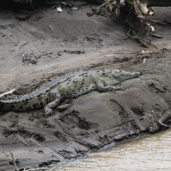 Río Grande de Tárcoles - Tárcoles - Costa Rica