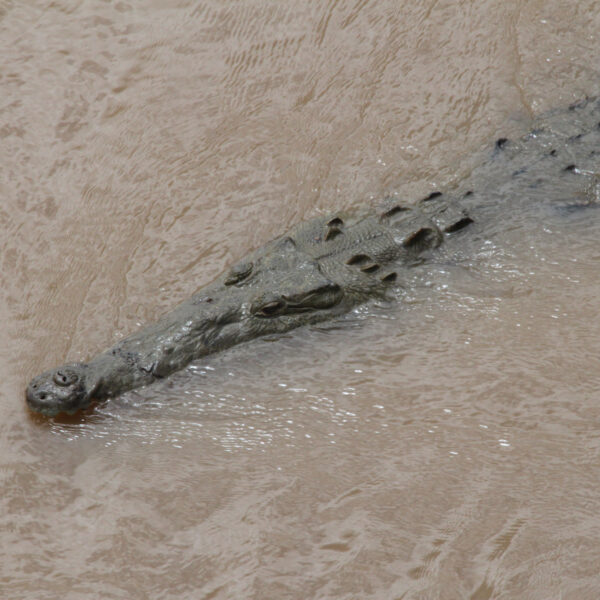 Río Grande de Tárcoles - Tárcoles - Costa Rica