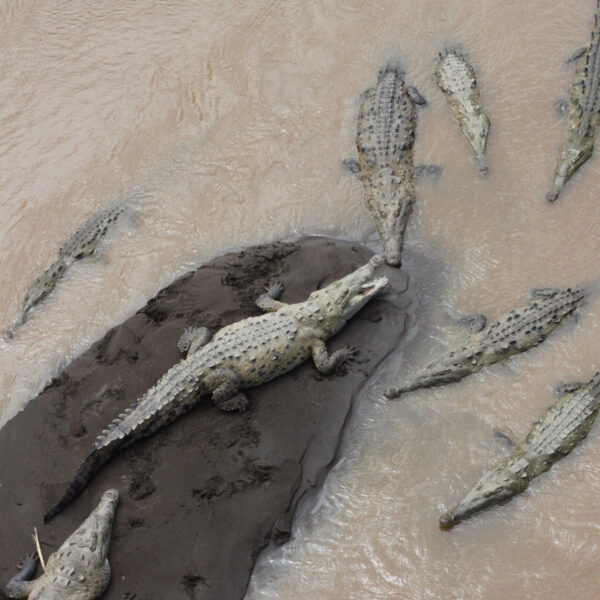 Río Grande de Tárcoles - Tárcoles - Costa Rica