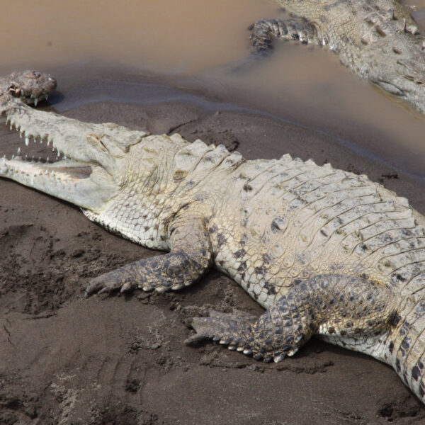 Río Grande de Tárcoles - Tárcoles - Costa Rica