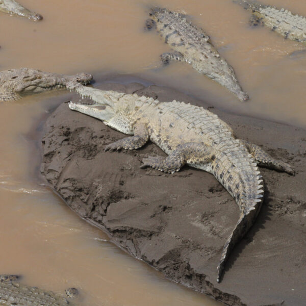 Río Grande de Tárcoles - Tárcoles - Costa Rica