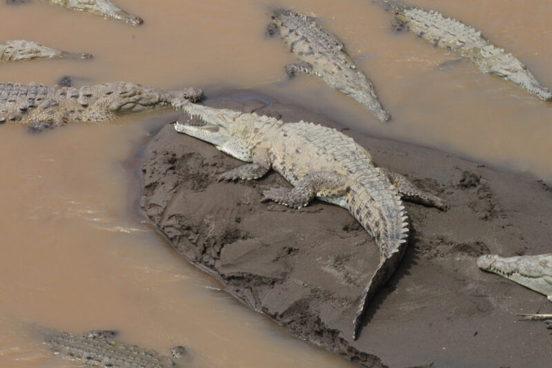 Río Grande de Tárcoles - Tárcoles - Costa Rica