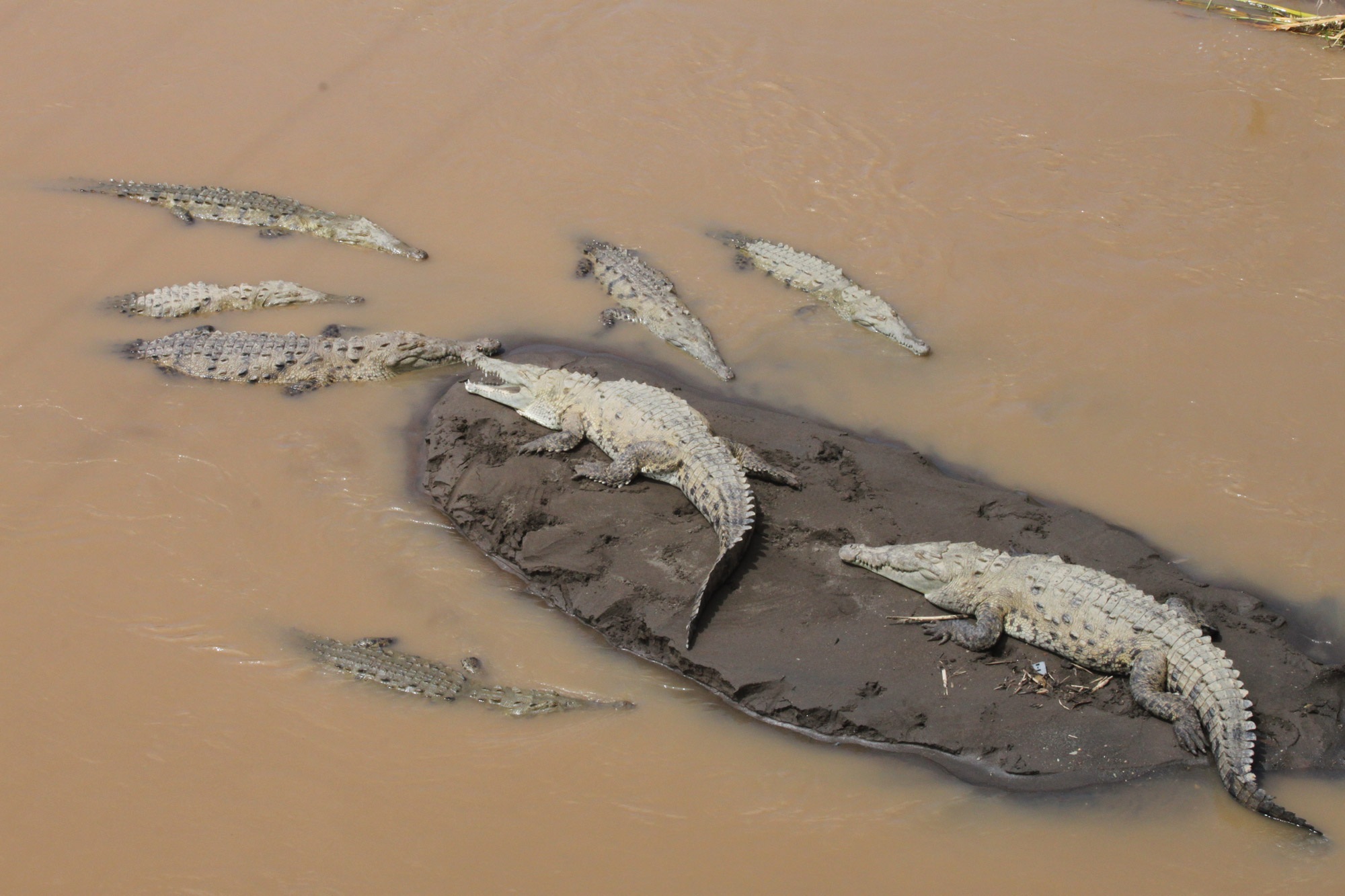Tárcoles - Costa Rica