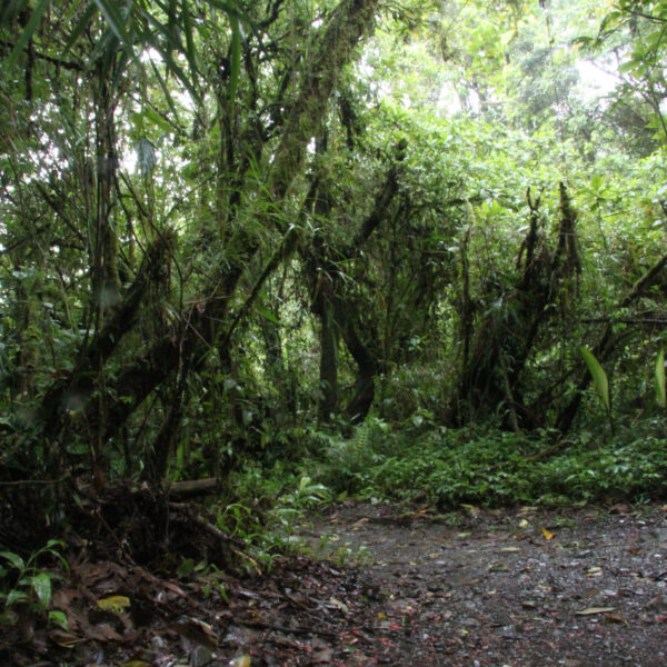 Parque Nacional Tapanti Macizo de la Muerte - Costa Rica