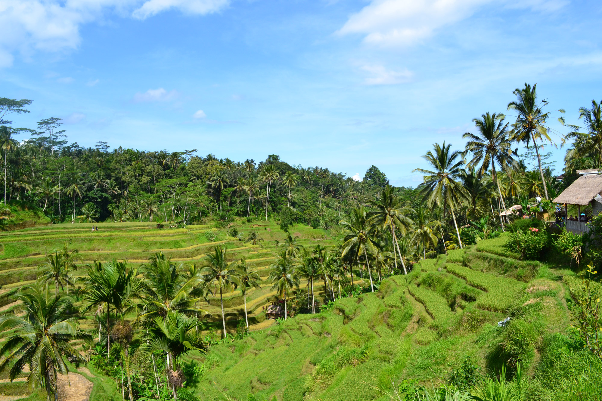 Tetebatu - Lombok