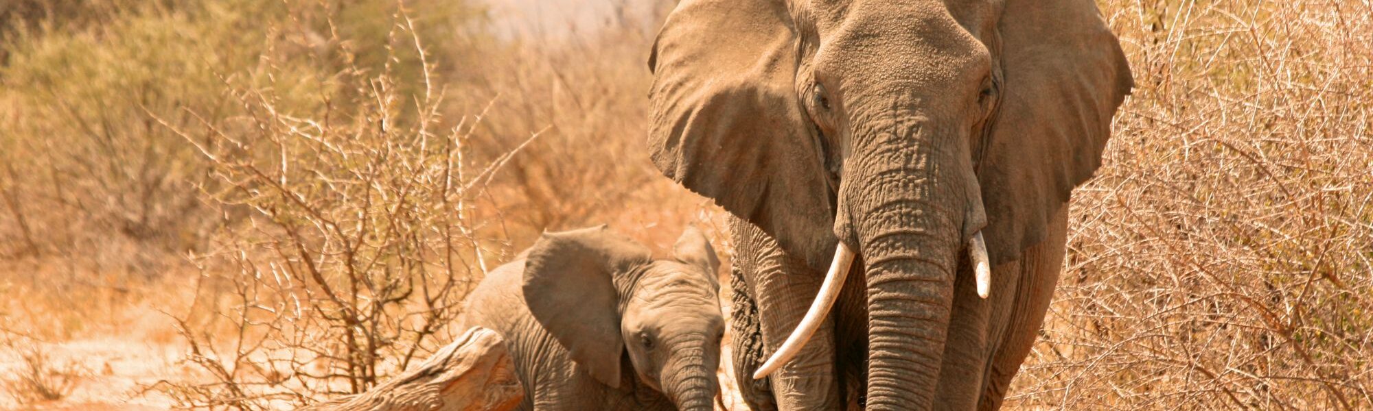 Zuid-Afrika bucketlist - Kamperen wildlife