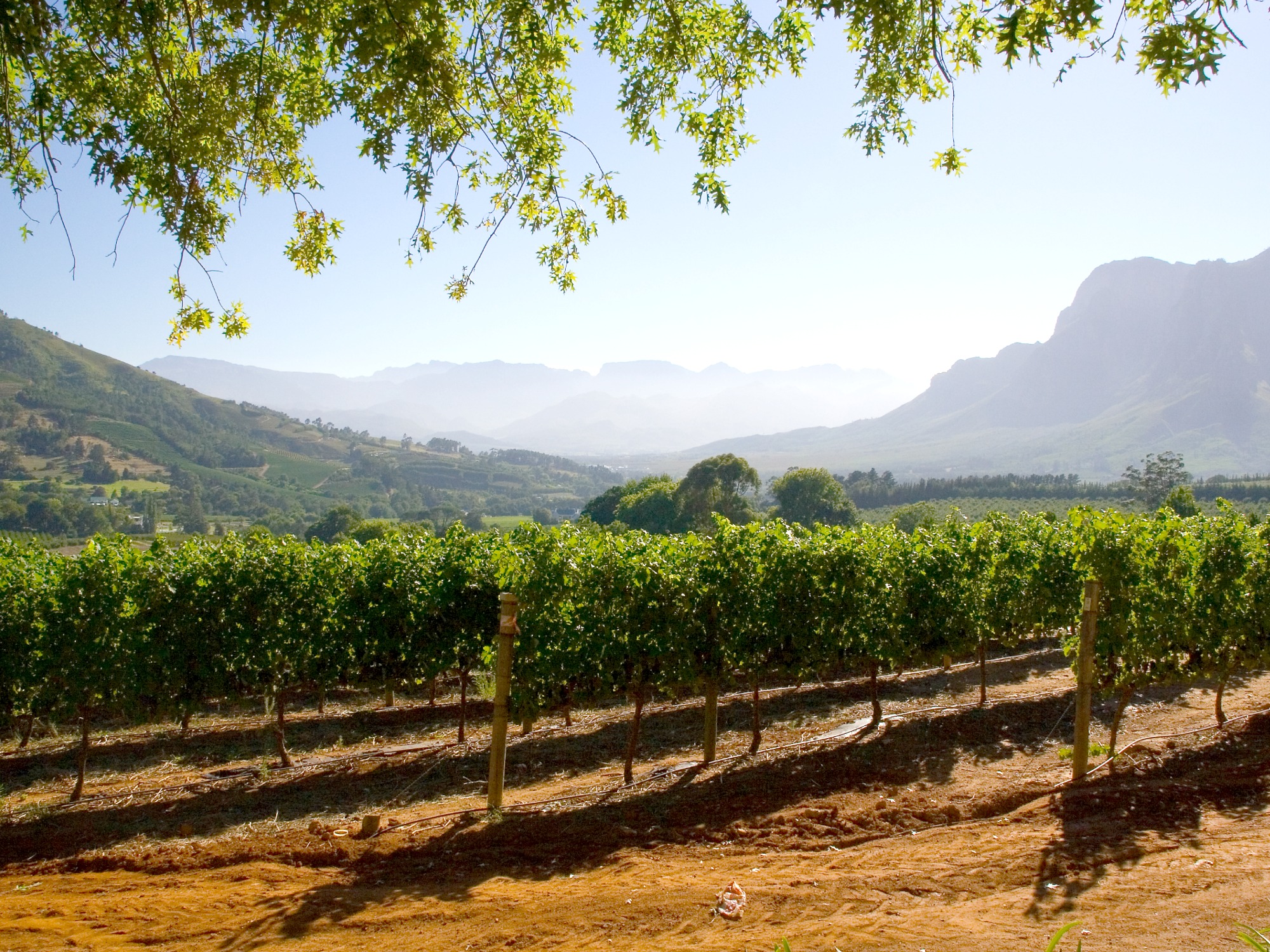 Zuid-Afrika bucketlist - Stellenbosch wijnranken