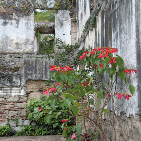 Colegio de San Jerónimo - Antigua - Guatemala