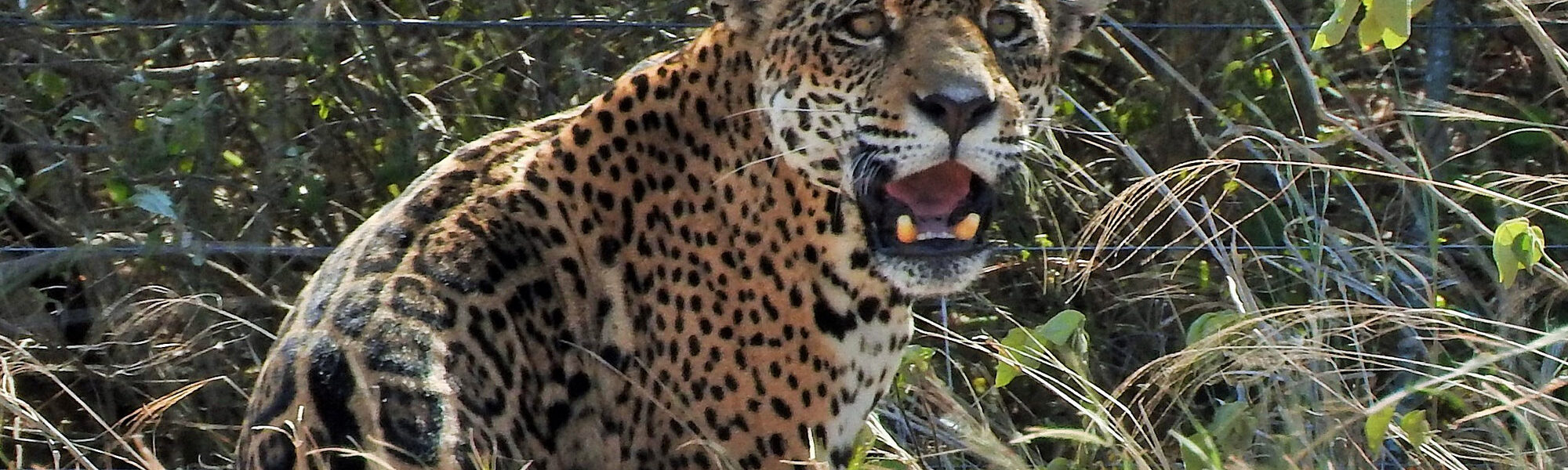 Op mijn wishlist: Jaguar and Big Mammal Tour in Kaa Iya National Park Bolivia