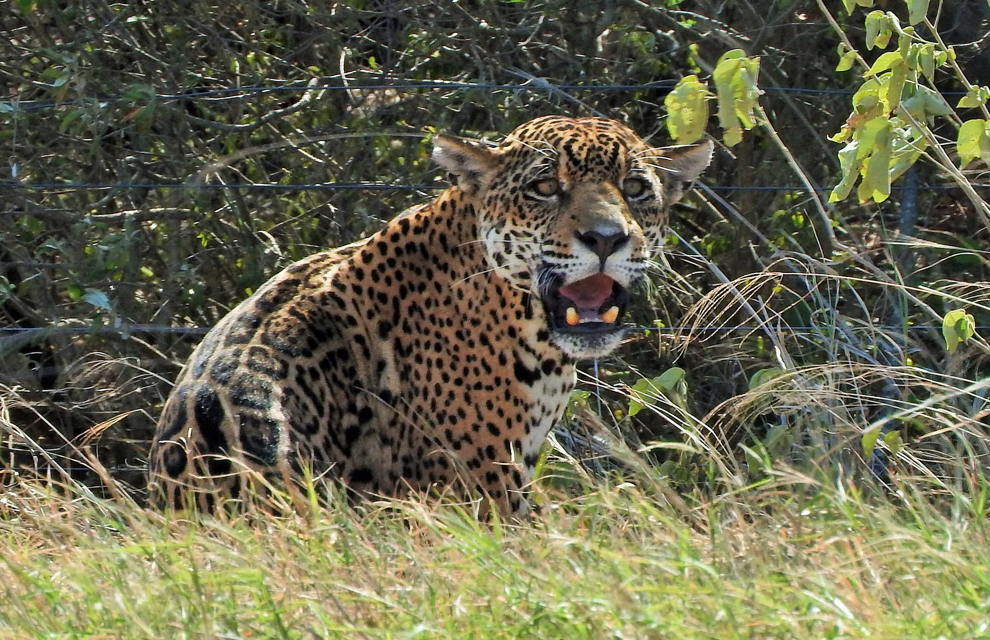 Op mijn wishlist: Jaguar and Big Mammal Tour in Kaa Iya National Park Bolivia