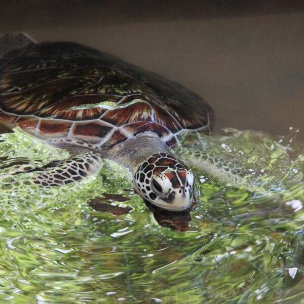 Kosgoda Sea Turtle Conservation Project - Bentota - Sri Lanka