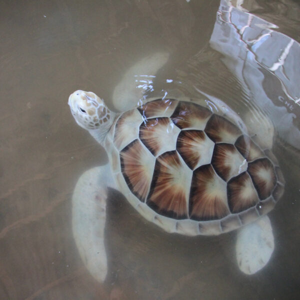 Kosgoda Sea Turtle Conservation Project - Bentota - Sri Lanka