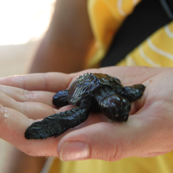 Kosgoda Sea Turtle Conservation Project - Bentota - Sri Lanka
