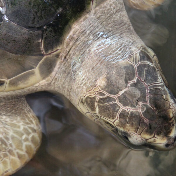 Kosgoda Sea Turtle Conservation Project - Bentota - Sri Lanka