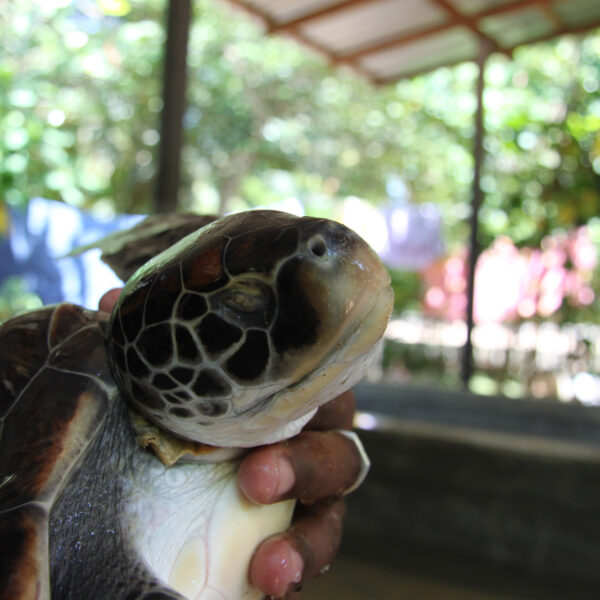 Kosgoda Sea Turtle Conservation Project - Bentota - Sri Lanka