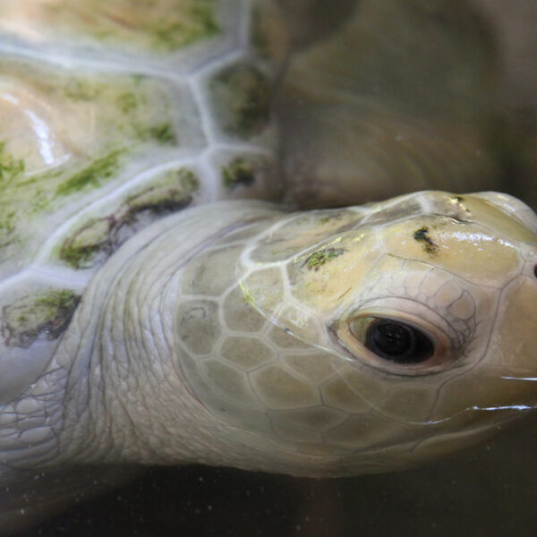 Kosgoda Sea Turtle Conservation Project - Bentota - Sri Lanka