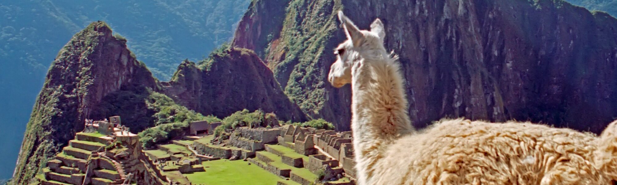 Peru reis - Lama bij Machu Picchu