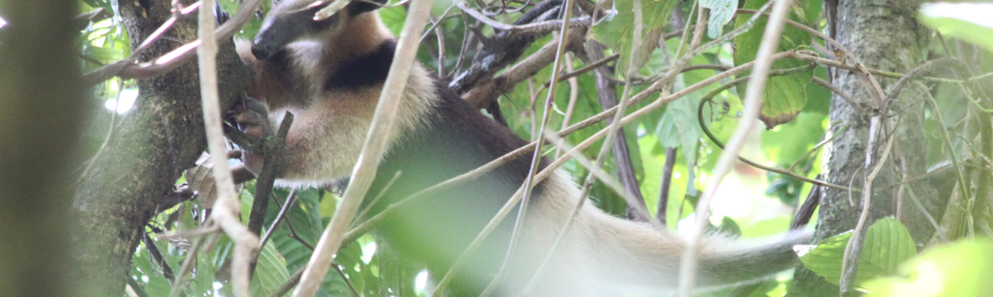 Gespotte dieren: noordelijke tamandua