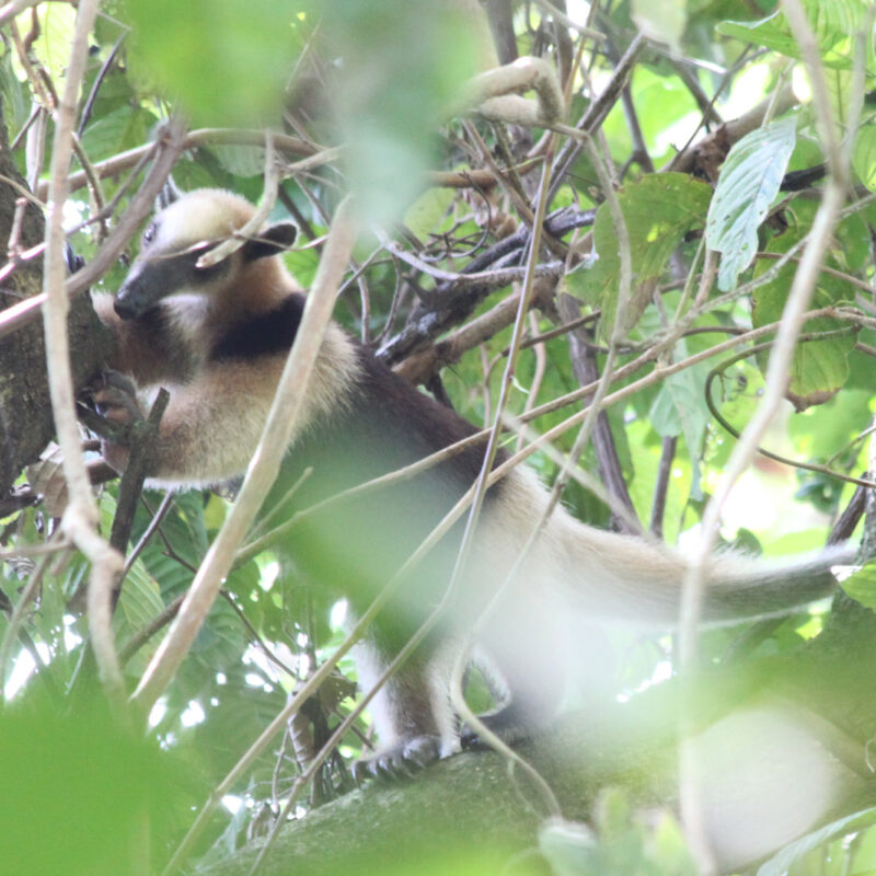 De noordelijke tamandua spotten in Costa Rica