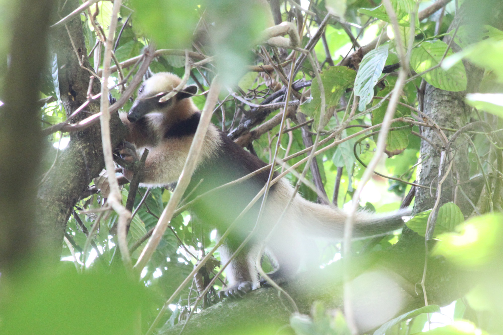 Gespotte dieren: noordelijke tamandua