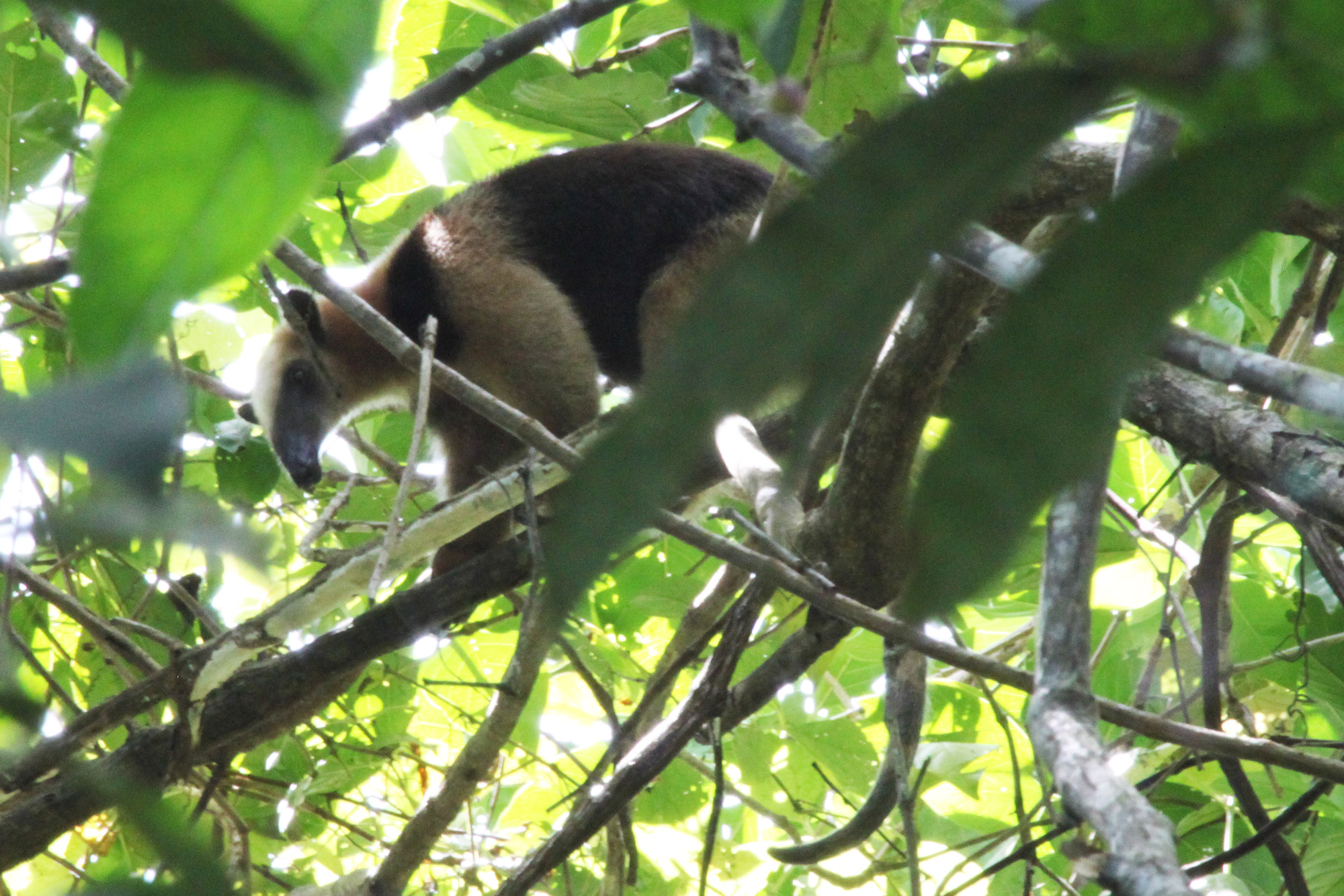 Gespotte dieren: noordelijke tamandua