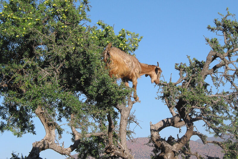 Op mijn wishlist: vliegende geiten in Marokko