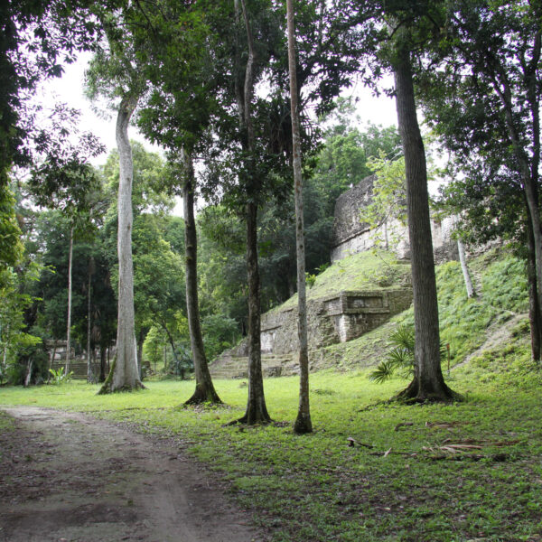 Plaza de los Siete Templos - Tikal - Guatemala