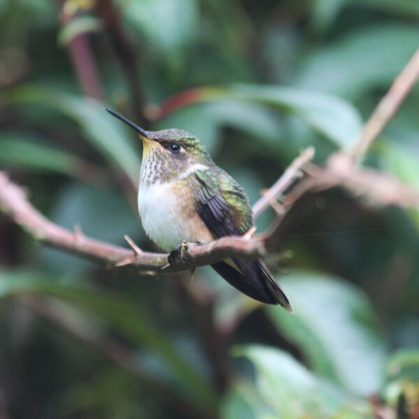 Costa Rica 2014 - dag 21 - Parque Nacional los Quetzales