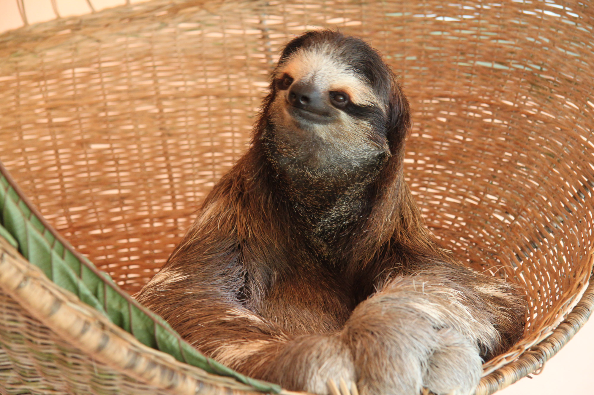 Costa Rica 2014 - dag 3 - Sloth Sanctuary