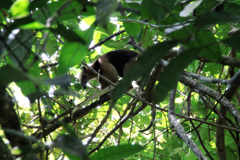 Costa Rica 2014 - dag 5 - Parque Nacional Tortuguero