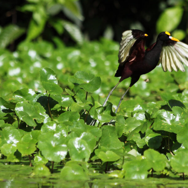 Costa Rica 2014 - dag 5 - Parque Nacional Tortuguero per boot
