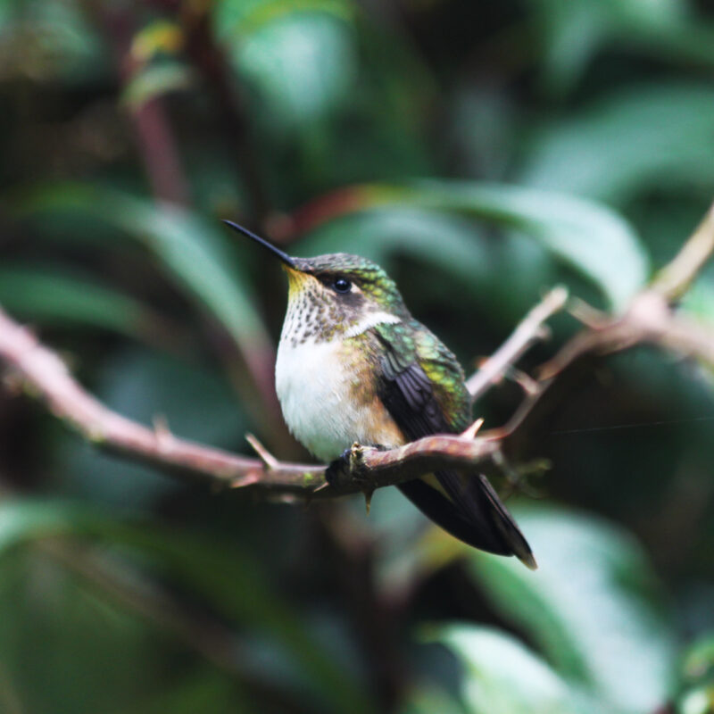 Vulkaankolibrie spotten in Costa Rica