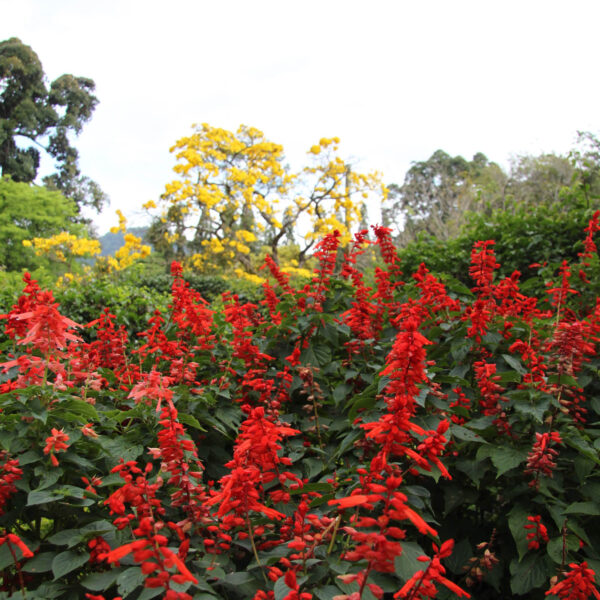 Koninklijke tuinen van Peradeniya - Kandy - Sri Lanka