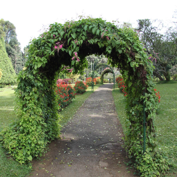 Koninklijke tuinen van Peradeniya - Kandy - Sri Lanka