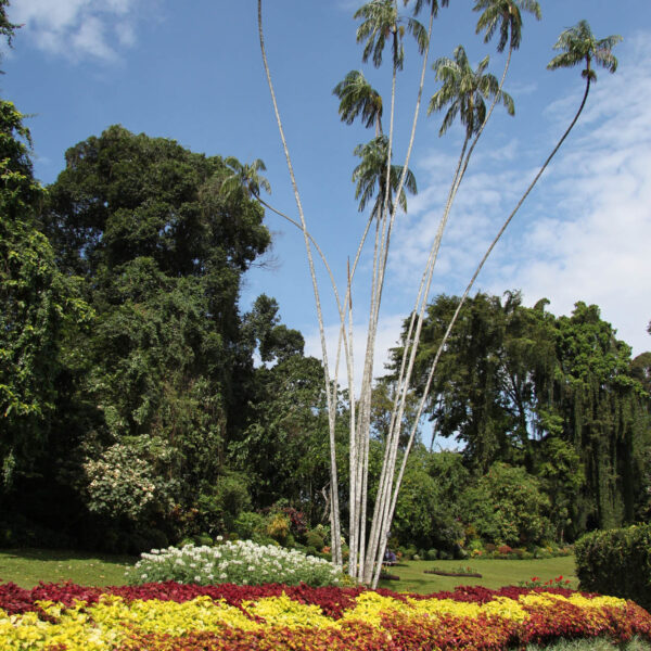 Koninklijke tuinen van Peradeniya - Kandy - Sri Lanka