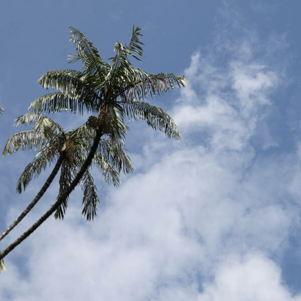 Koninklijke tuinen van Peradeniya - Kandy - Sri Lanka