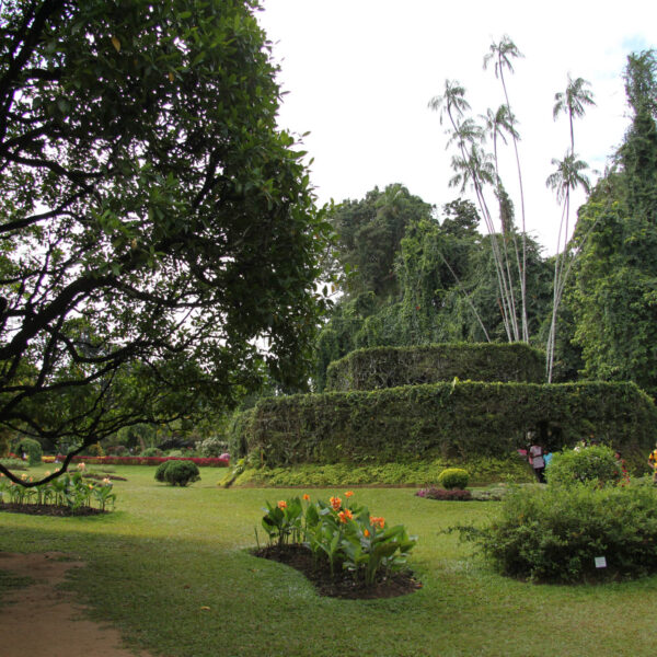 Koninklijke tuinen van Peradeniya - Kandy - Sri Lanka
