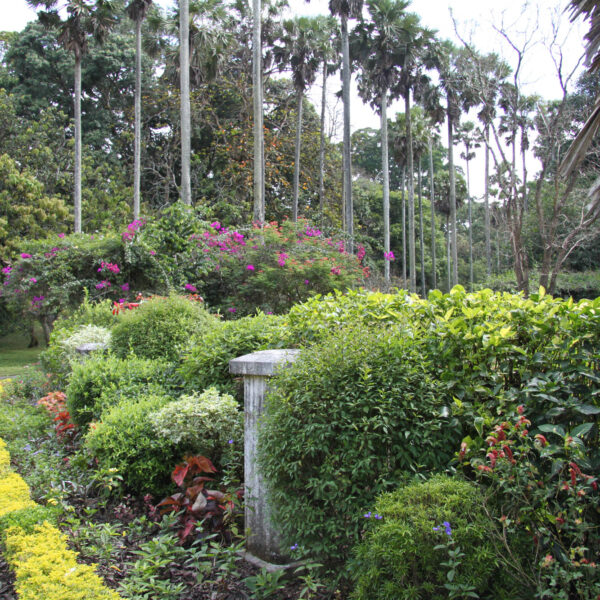 Koninklijke tuinen van Peradeniya - Kandy - Sri Lanka