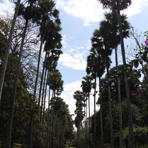 Koninklijke tuinen van Peradeniya - Kandy - Sri Lanka